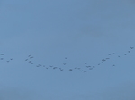 FZ031733 Flock of Geese.jpg